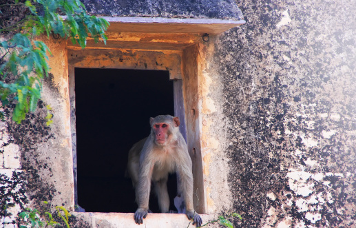 Rhesus macaque (Macaca mulatta) sitting in a window of Taragarh Fort, Bundi, Rajasthan, IndiaRhesus macaques (Macaca mulatta) sitting in a window of Taragarh Fort, Bundi, Rajasthan, India