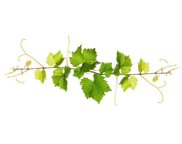 istock Bunch of green vine leaves 464980403