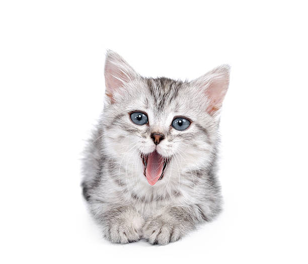 Cто�ковое фото Серый kitten Изолирован на белом