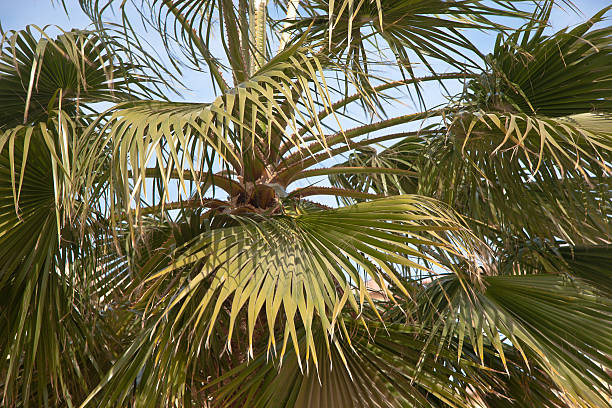 istock African Palm trees at bright summer day 464980965