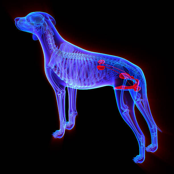 istock Dog Urogenital System - Canis Lupus Familiaris Anatomy - isolate 464981420