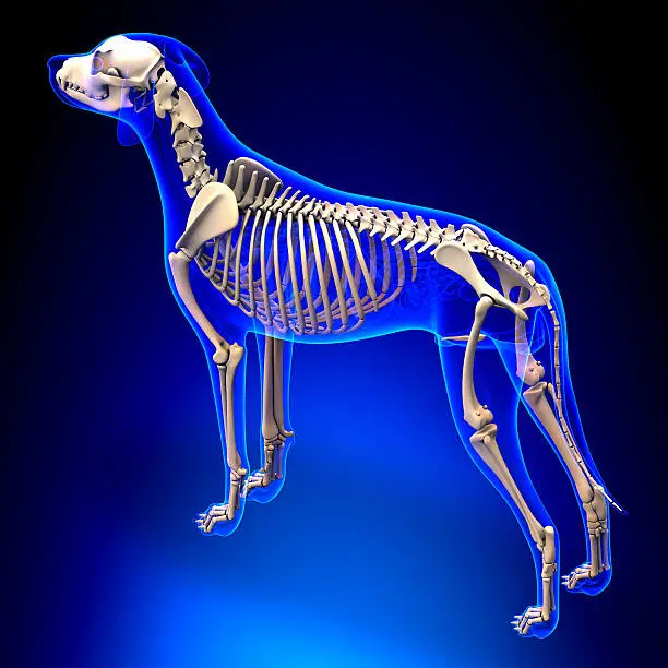 Photo of Dog Skeleton - Canis Lupus Familiaris Anatomy - perspective view