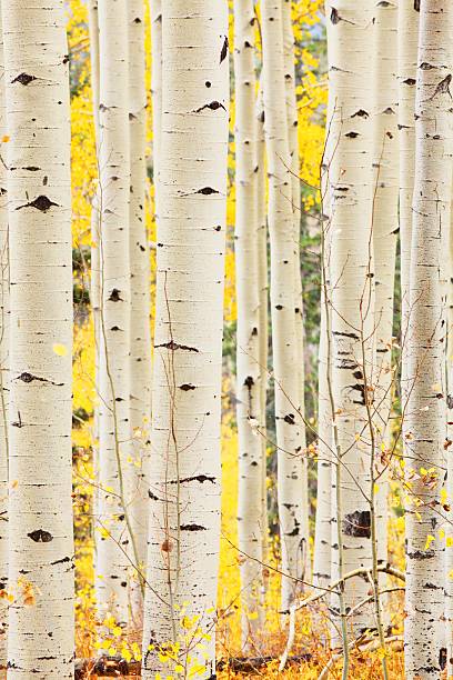 istock indian summer in colorado 464983257