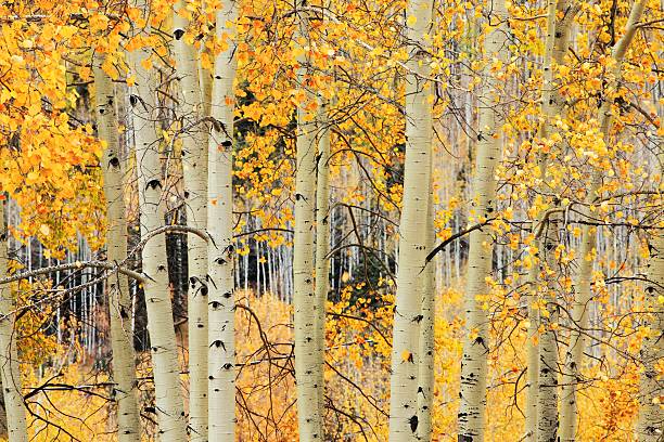 istock indian summer in colorado 464983359