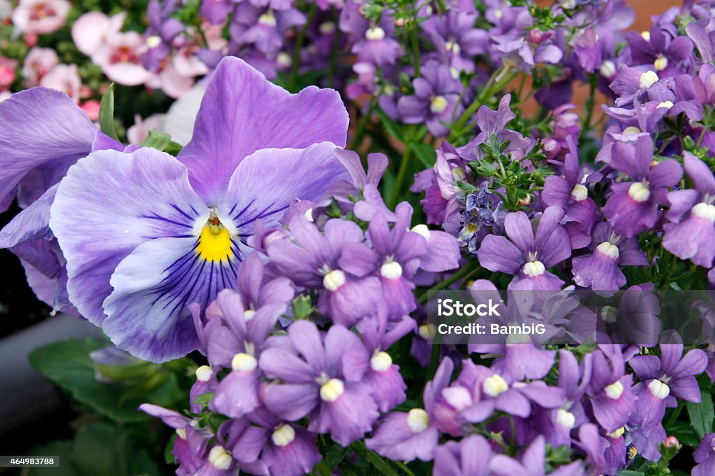Spring flowers Pansy and angelonia 2015 Stock Photo