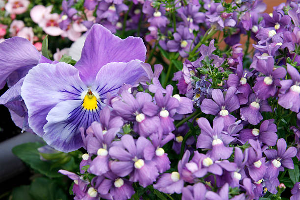 Spring flowers Pansy and angelonia angelonia photos stock pictures, royalty-free photos & images