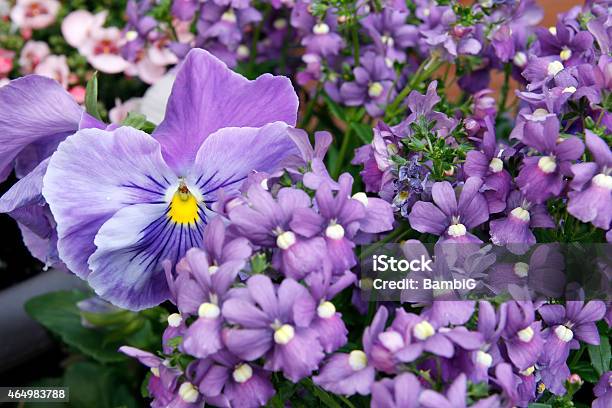 Spring Flowers Stock Photo - Download Image Now - 2015, Angelonia, Beauty In Nature
