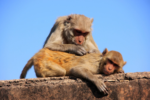 Rhesus macaques aseo sí, Taragarh Fort, Bundi, India photo