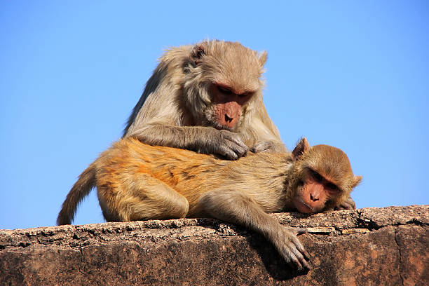 Rhesus macaques grooming each other,Taragarh Fort, Bundi, India