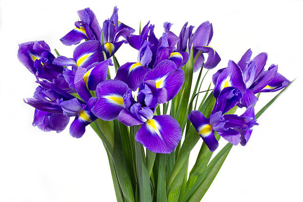 istock Dark purple iris flowers on white background 464986479
