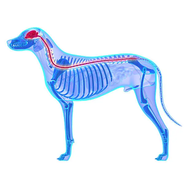 Dog Nervous System - Canis Lupus Familiaris Anatomy - isolated on white