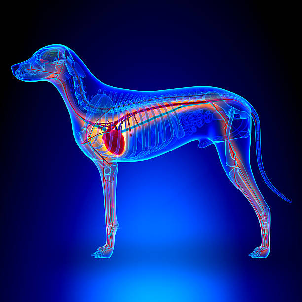 istock Dog Heart - Anatomy of Circulatory System 464986848