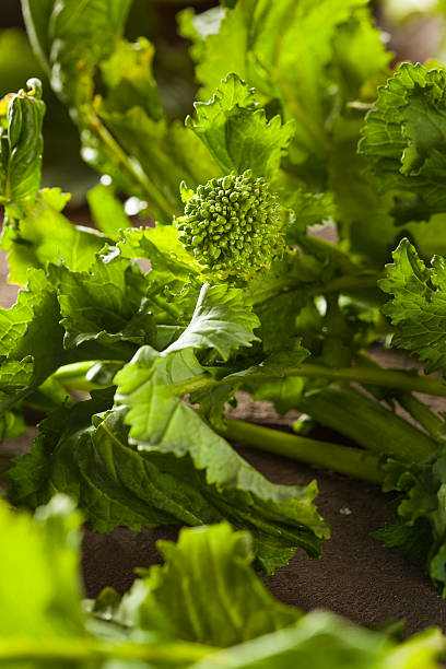 органические необработанные зеленый рапини rapini - broccoli raab стоковые фото и изображения