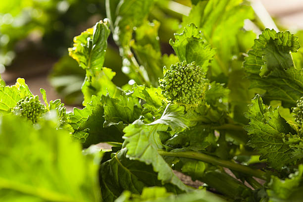 органические необработанные зеленый рапини rapini - broccoli raab стоковые фото и изображения