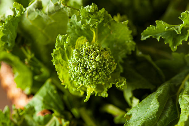 органические необработанные зеленый рапини rapini - broccoli raab стоковые фото и изображения