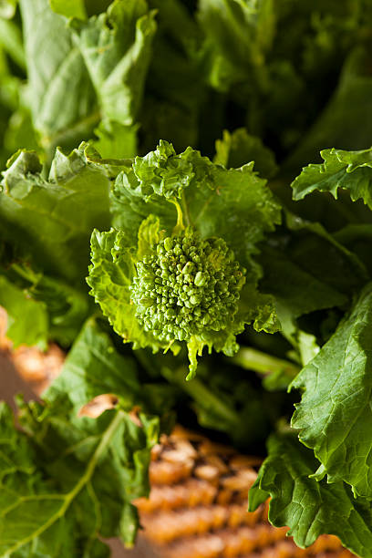 orgânico cru de brócolo rape rapini - broccoli raab imagens e fotografias de stock