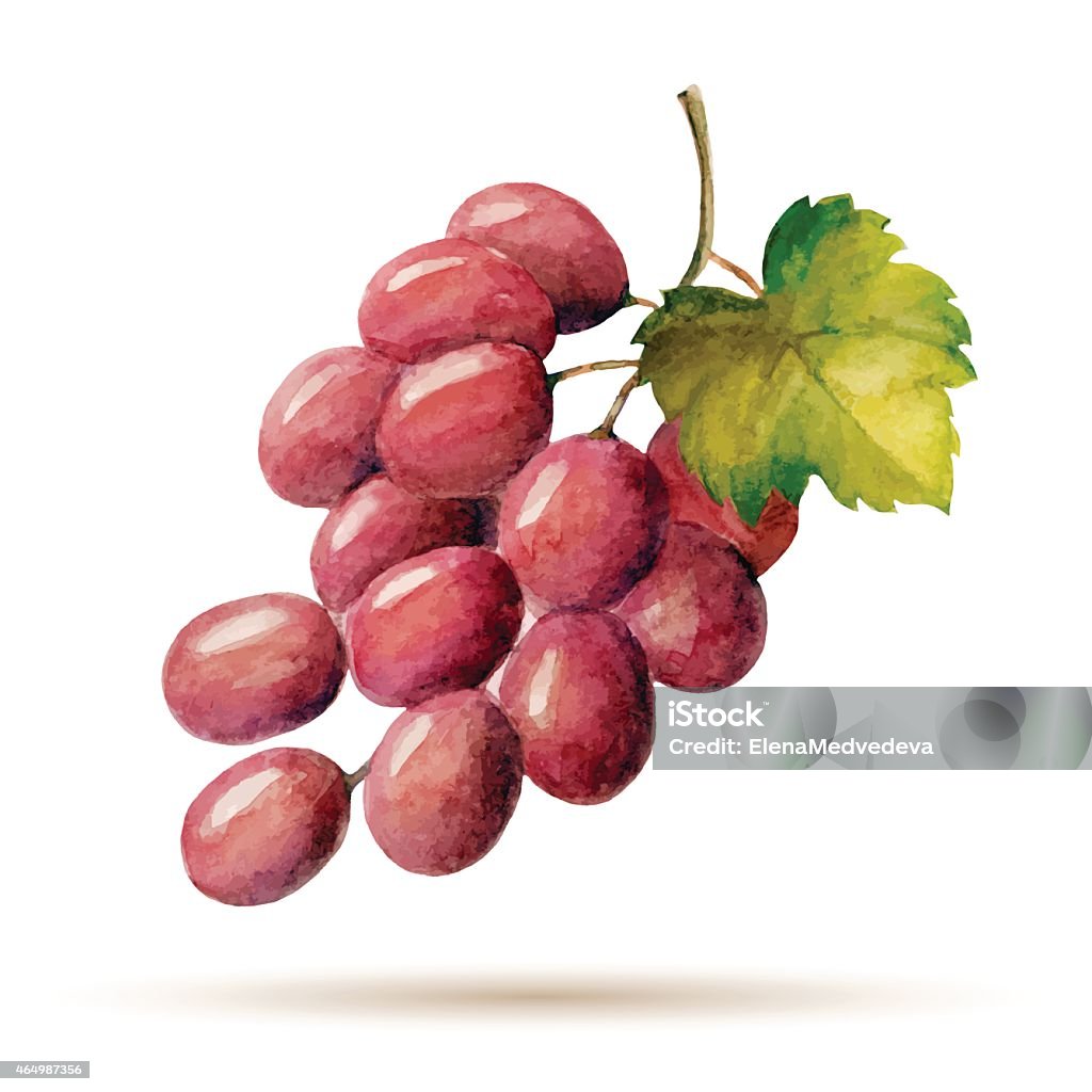 Drawing of red grapes on a white background Watercolor branch red grapes, vector illustration isolated on white background. Grape stock vector