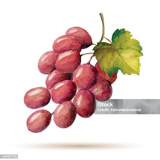 Drawing Of Red Grapes On A White Background Stock Illustration - Download Image Now - Grape, Watercolor Painting, Watercolor Paints