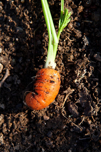istock orange Carrot in the soil 464987431