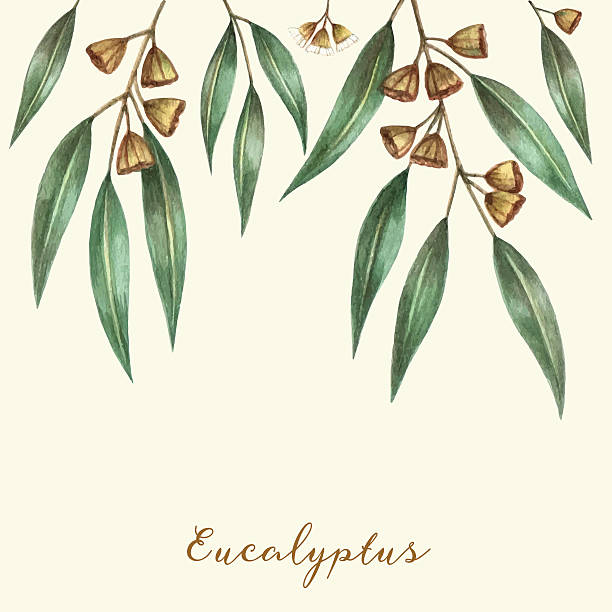 акварельные eucalyptus листья - australian culture flower indigenous culture plant stock illustrations