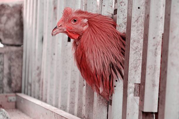 rooster stick its head out of the cage,the photo was shot on 2015-2-20