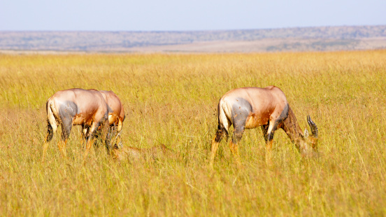 This Gemsbok, or Oryx, was in the Central Kalahari Game Reserve in Botswana