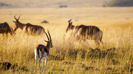 Topi (antelope) in the Masai Mara in Kenya, East Africa.