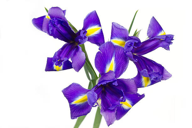 istock Dark purple iris flowers on white background 464988155