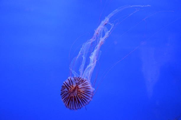 istock Purple-striped Jellyfih 464988289