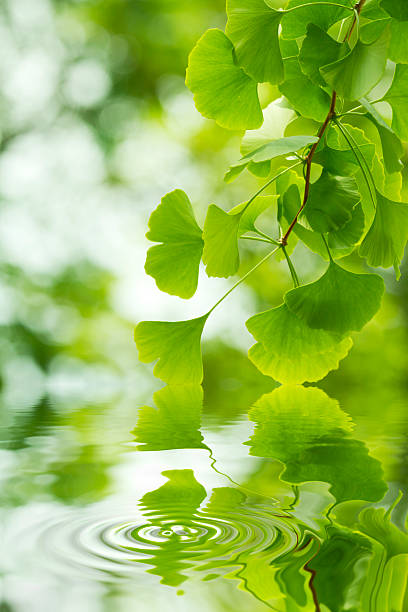 ginkgo biloba (miłorząb japoński) - ginkgo ginkgo tree leaf water zdjęcia i obrazy z banku zdjęć