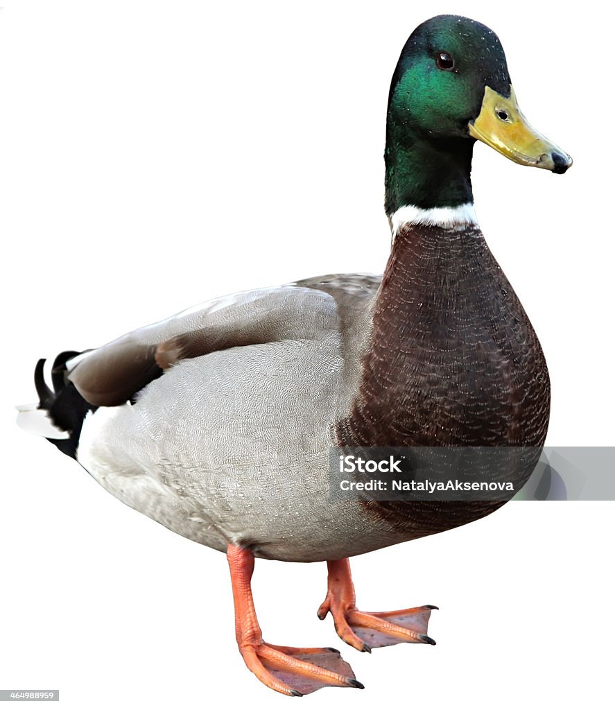 Mallard duck on white background Mallard Duck with clipping path. Colourful mallard duck isolated on white background Duck - Bird Stock Photo