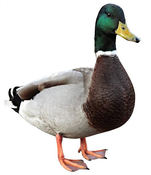 Mallard duck on white background stock photo