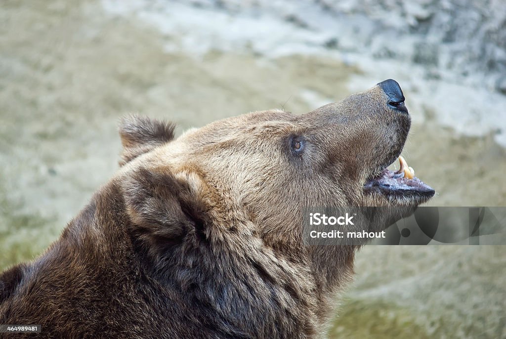 Brown bear roars Aggression Stock Photo