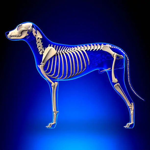 Photo of Dog Skeleton - Canis Lupus Familiaris Anatomy - side view