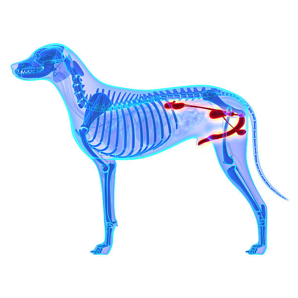 istock Dog Urogenital System - Canis Lupus Familiaris Anatomy - isolate 464990116