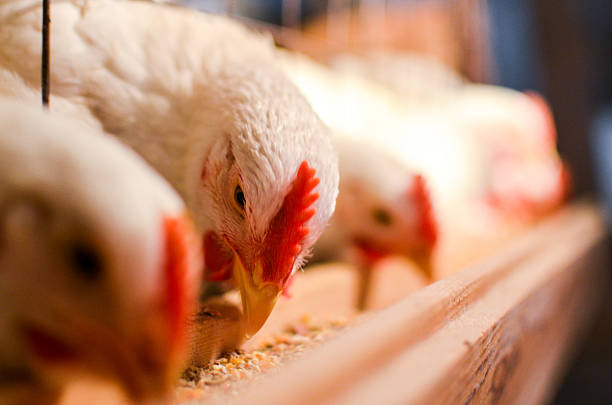 white hen - chicken hatchery stock-fotos und bilder