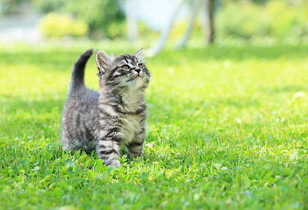 istock A gray striped kitten in green grass 464991113