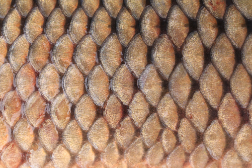 Texture of fish scales close up. Whole background.