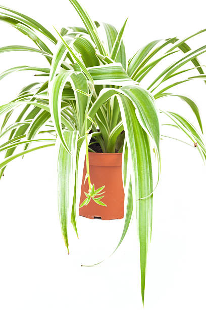 istock Chlorophytum in red pot 464992071
