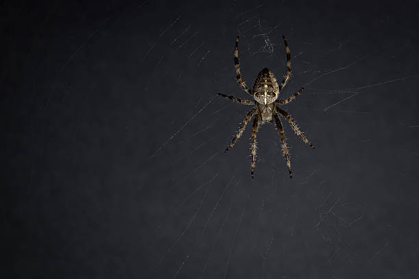 istock Garden Cross Spider 464993240