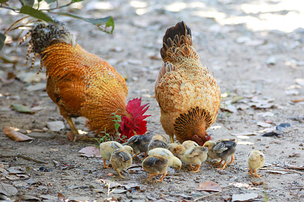 istock Roosters, hens and chicks 464993260