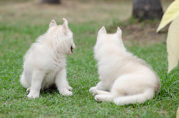 istock Cute siberian husky on green grass 464993844