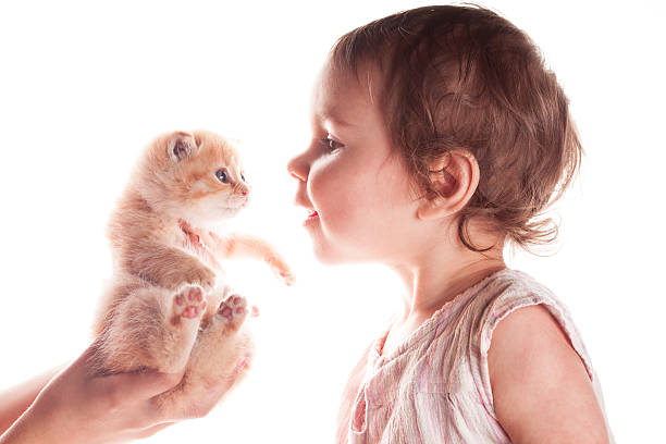 Little girl with a toy in her hand strokes a white kitten while squatting on a paved path. High quality photo