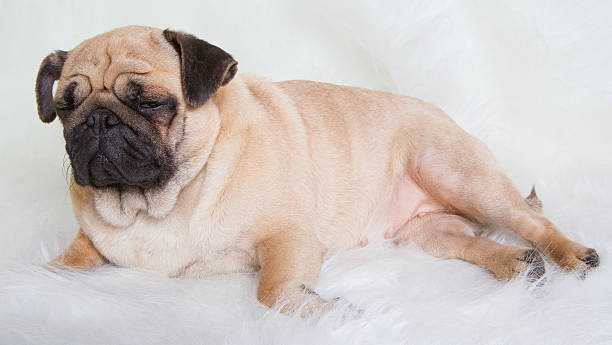 Beautiful Pug Beautiful Pug  fat ugly face stock pictures, royalty-free photos & images