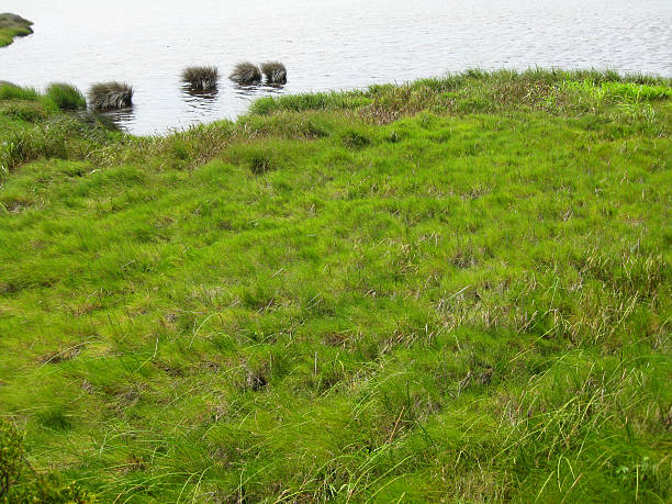 verde exuberante predio de pantano - cape cod new england sea marsh fotografías e imágenes de stock