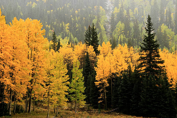 istock Aspen trees with fall color, Uncompahgre National Forest, Colora 464998105