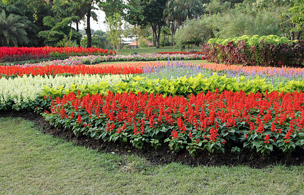 Colourful Flower in Formal Garden
