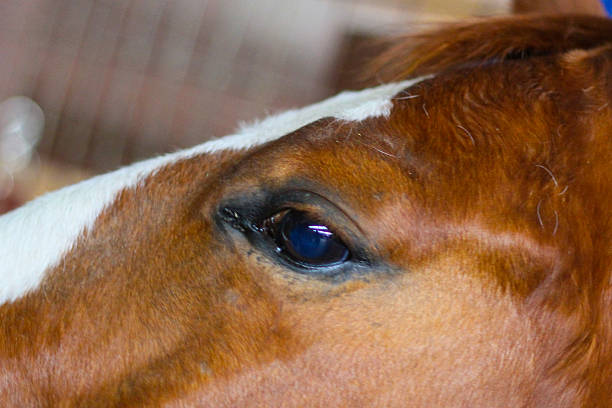 istock Close Up Horse Eye 464999488