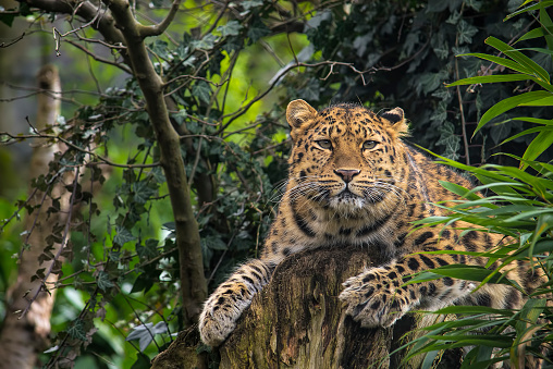 Amur leopard on a tree looking into the camera.