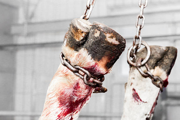 Hanged Cow Leg in a slaughterhouse Hanged Cow Leg in a slaughterhouse slaughterhouse photos stock pictures, royalty-free photos & images